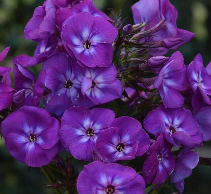 Aedfloks ‘Adinda’ aedfloks adinda