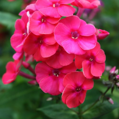 Aedfloks phlox paniculataadessa red