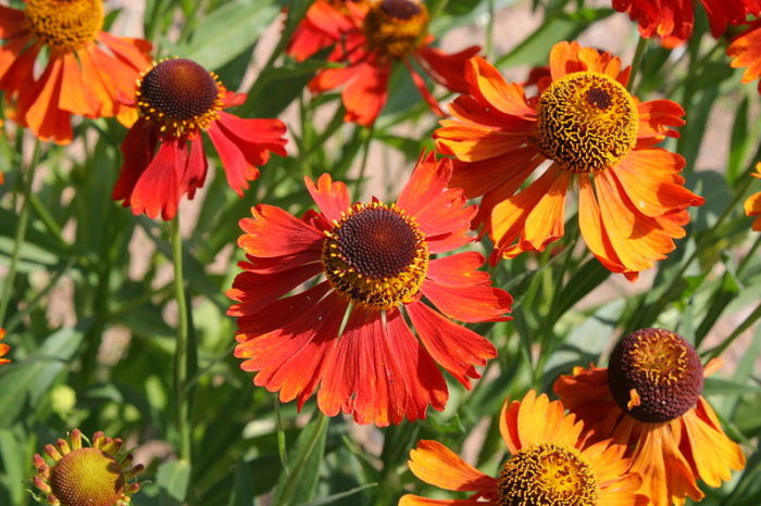 Heleenium<br/>'Moerheim Beauty' <br/><span class="toote_lisa">Helenium x</span> - Image 3