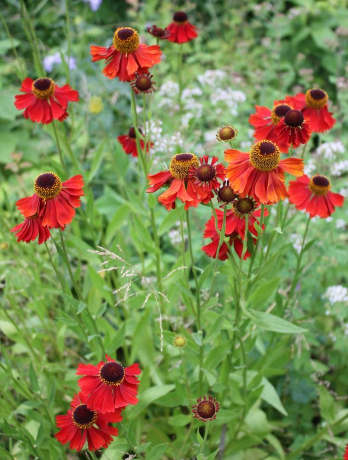 Heleenium<br/>'Moerheim Beauty' <br/><span class="toote_lisa">Helenium x</span> - Image 2