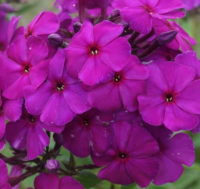 Aedfloks<br/> 'Düsterlohe' <br/><span class="toote_lisa">Phlox paniculata</span> - Image 2