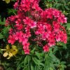 aedfloks early red