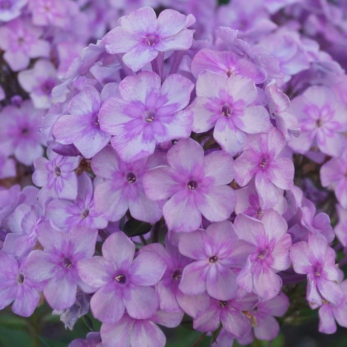 Aedfloks<br/> 'Eden's Smile' <br/><span class="toote_lisa">Phlox paniculata</span> - Image 2
