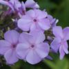 aedfloks lilac time