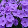 aedfloks lilac time
