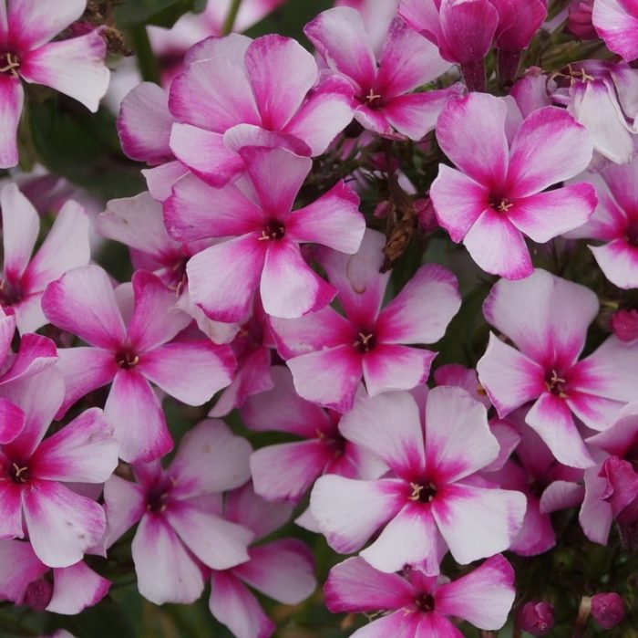 Aedfloks<br/> 'Neon Flare' <br/><span class="toote_lisa">Phlox paniculata</span> - Image 3