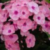 aedfloks sweet summer queen