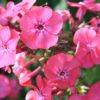 Aedfloks<br/> 'Watermelon Punch' <br/><span class="toote_lisa">Phlox paniculata</span> - Image 2