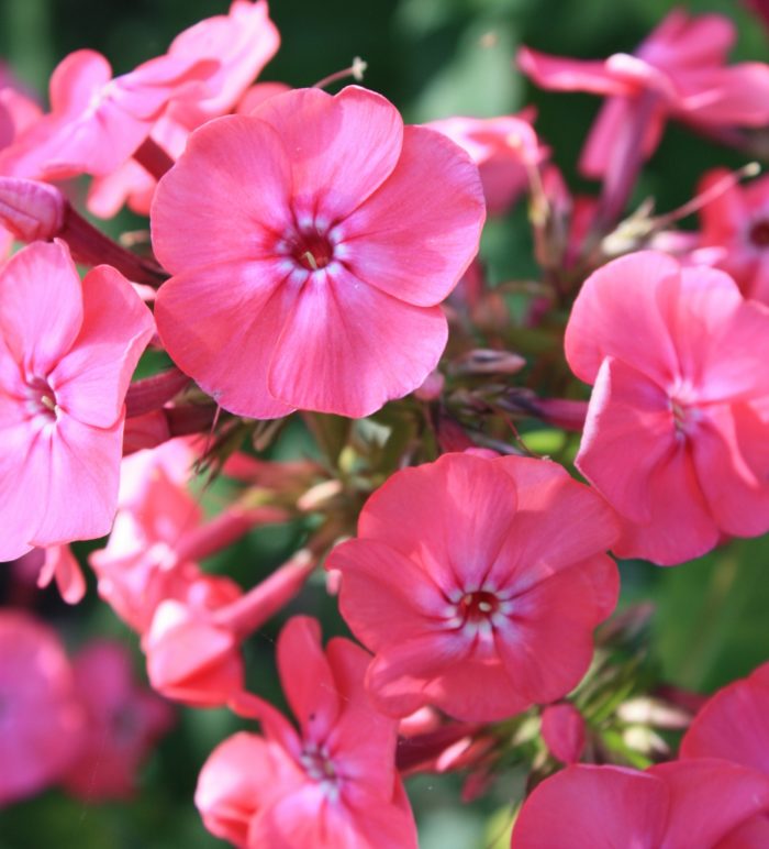 Aedfloks<br/> 'Watermelon Punch' <br/><span class="toote_lisa">Phlox paniculata</span> - Image 2