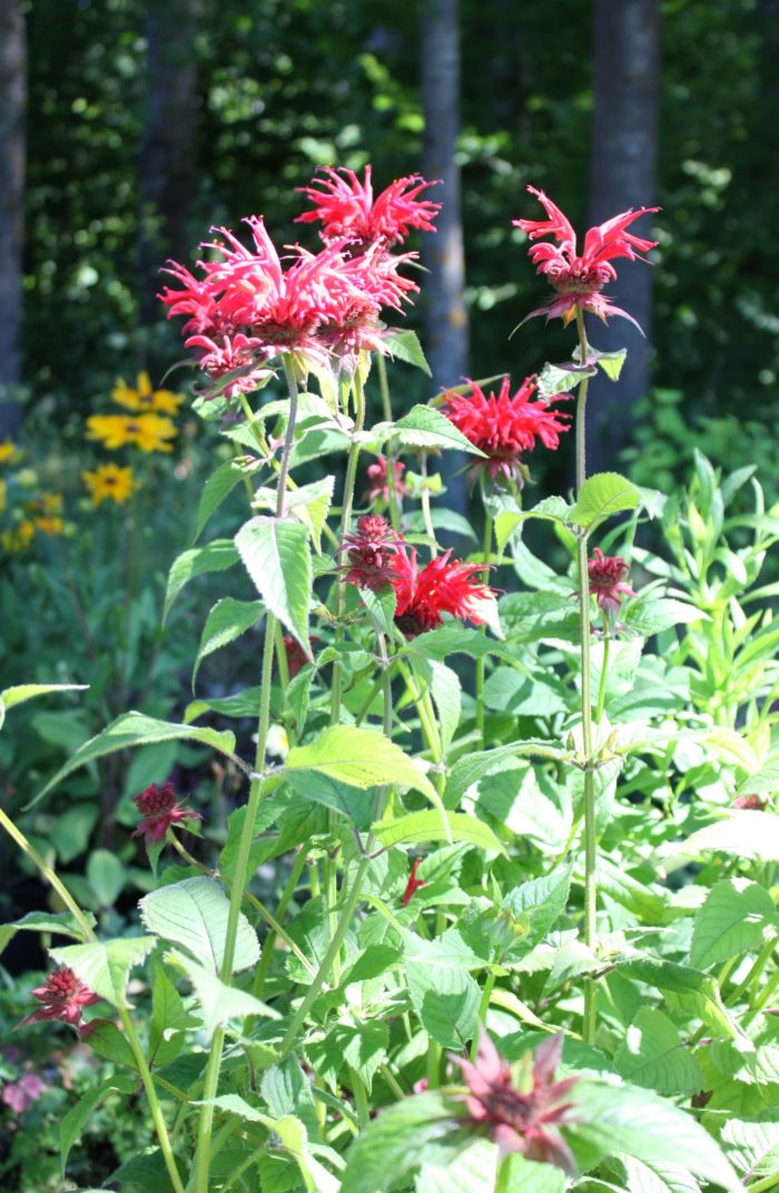 Aedmonarda<br/>kõrge punane <br/><span class="toote_lisa">Monarda didyma</span> - Image 2