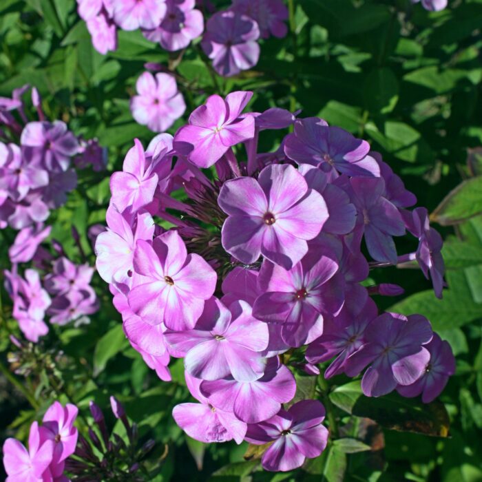 Aedfloks<br/> 'Eden's Smile' <br/><span class="toote_lisa">Phlox paniculata</span> - Image 3