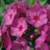 aedfliks flame pink