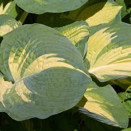 hosta great expectations