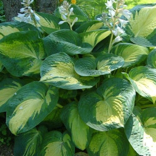 hosta great expectations