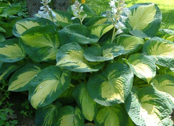hosta great expectations