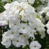Aedfloks<br/> 'Pina Colada' <br/><span class="toote_lisa">Phlox paniculata</span> - Image 3