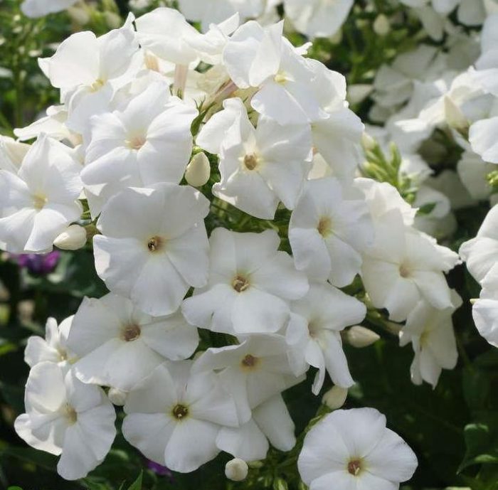 Aedfloks<br/> 'Pina Colada' <br/><span class="toote_lisa">Phlox paniculata</span> - Image 3