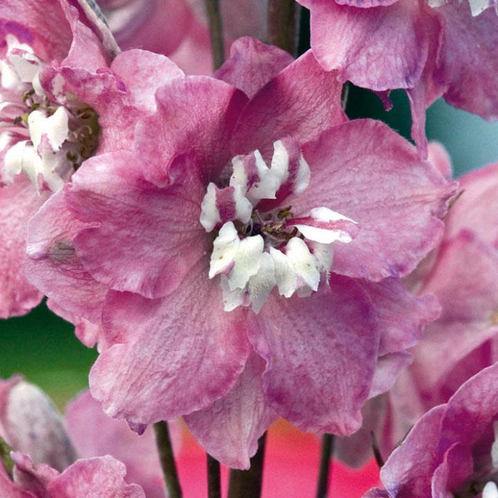 Aed-kukekannus<br/> 'Magic Fountains Deep Rose White Bee' <br/><span class="toote_lisa">Delphinium x cultorum</span> - Image 2