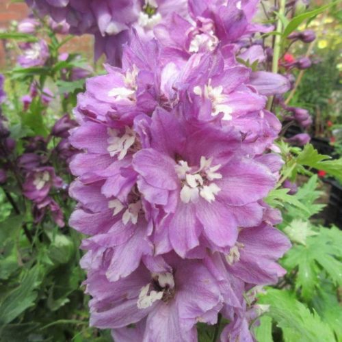 aed-kukekannus magic fountains deep rose white bee