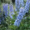 Aed-kukekannus<br/> 'Magic Fountains Sky Blue White Bee' <br/><span class="toote_lisa">Delphinium x cultorum</span> - Image 3