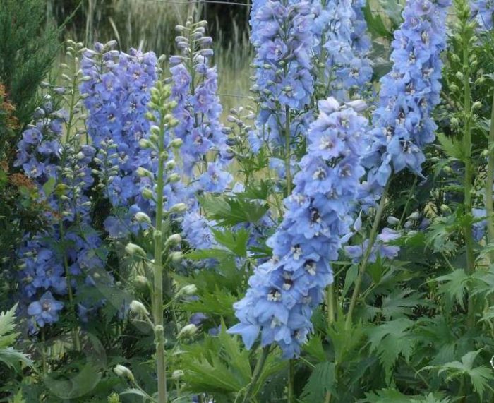 Aed-kukekannus<br/> 'Magic Fountains Sky Blue White Bee' <br/><span class="toote_lisa">Delphinium x cultorum</span> - Image 3