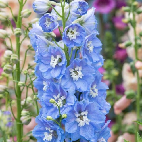 aed-kukekannus magic fountains sky blue white bee