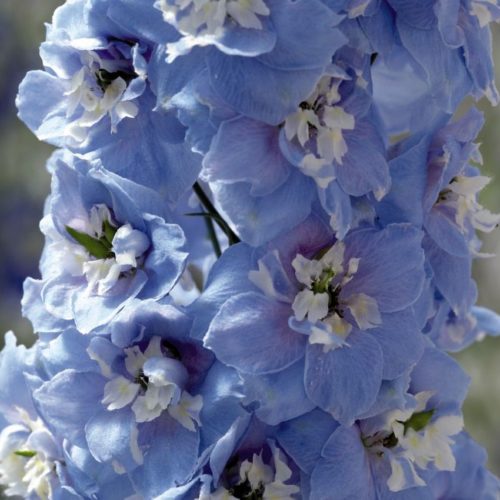 aed-kukekannus magic fountains sky blue white bee