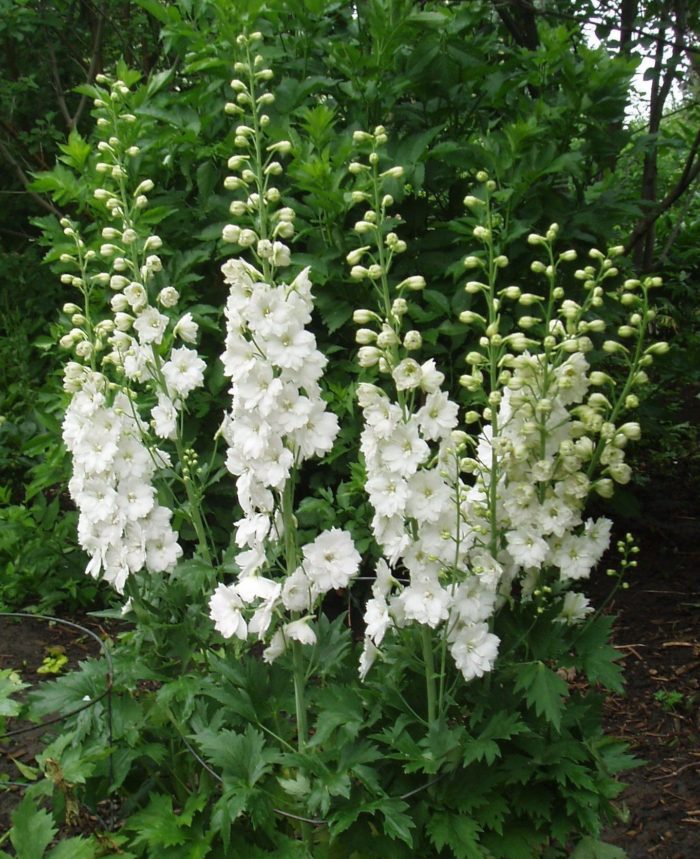 Aed-kukekannus<br/> 'Magic Fountains White' <br/><span class="toote_lisa">Delphinium x cultorum</span> - Image 2