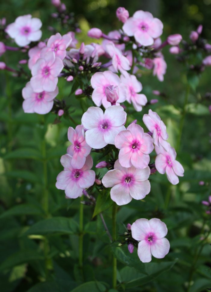 Aedfloks<br/> 'Rainbow Dancer' <br/><span class="toote_lisa">Phlox paniculata</span> - Image 2