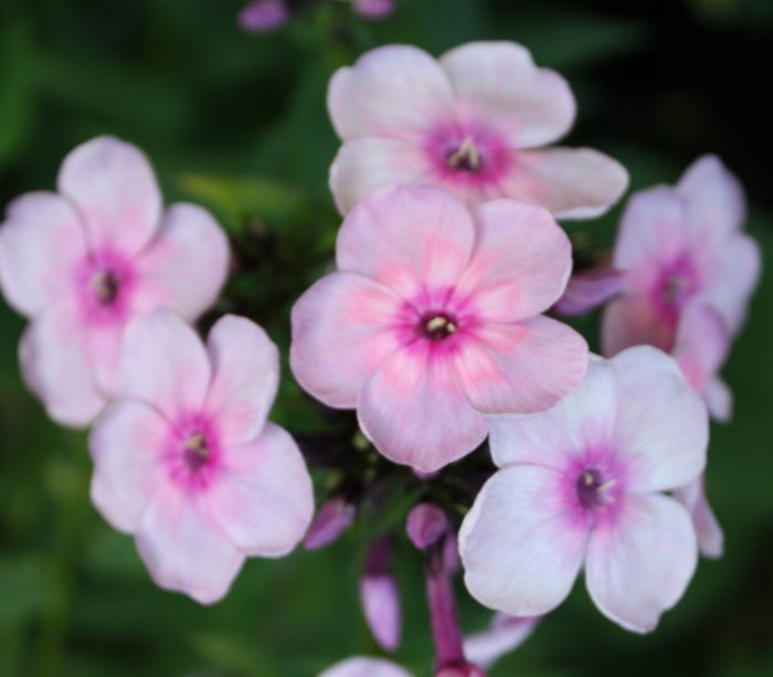 Aedfloks<br/> 'Rainbow Dancer' <br/><span class="toote_lisa">Phlox paniculata</span> - Image 3