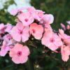 aedfloks rosa pastell