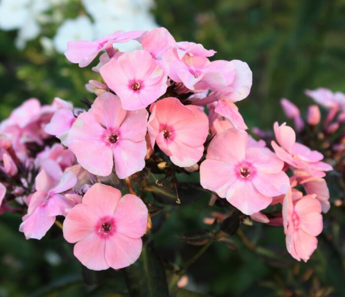 aedfloks rosa pastell