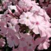 Aedfloks<br/> 'Rosa Pastell' <br/><span class="toote_lisa">Phlox paniculata</span> - Image 3