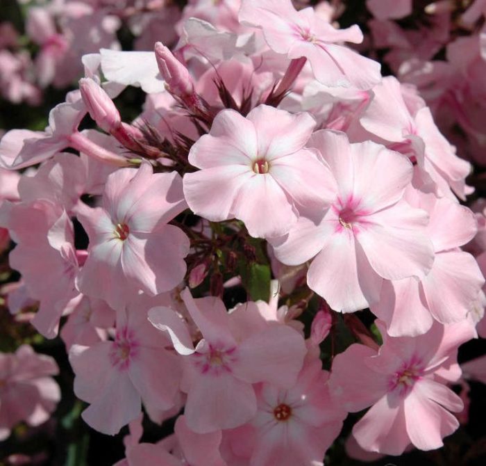 Aedfloks<br/> 'Rosa Pastell' <br/><span class="toote_lisa">Phlox paniculata</span> - Image 3