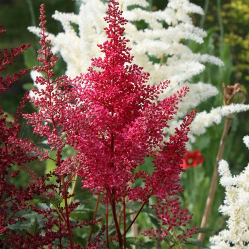 jaapani astilbe red sentinel