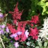 jaapani astilbe red sentinel