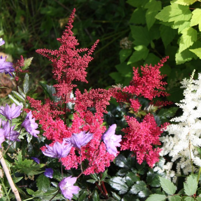 jaapani astilbe red sentinel
