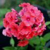 Aedfloks<br/> 'Adessa Orange' <br/><span class="toote_lisa">Phlox paniculata</span> - Image 3