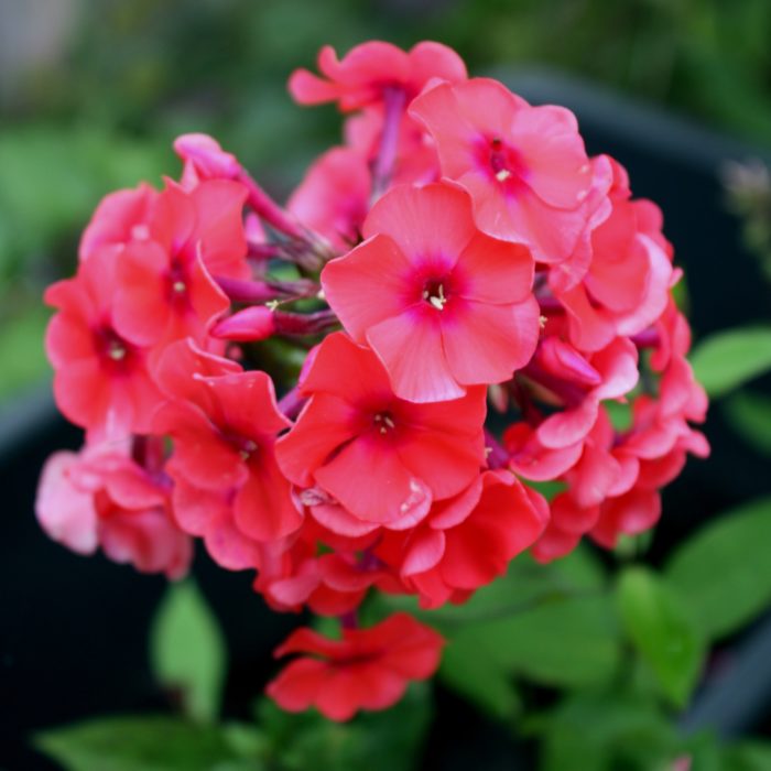 Aedfloks<br/> 'Adessa Orange' <br/><span class="toote_lisa">Phlox paniculata</span> - Image 3