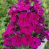 aedfloks adessa special deep purple