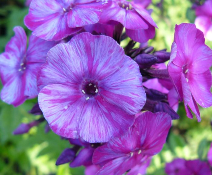 Aedfloks<br/> 'Autumn Joy' <br/><span class="toote_lisa">Phlox paniculata</span> - Image 2