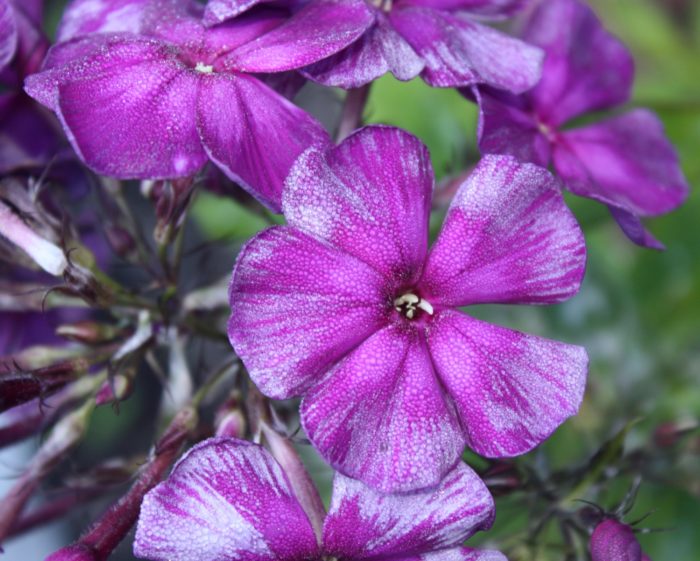 Aedfloks<br/> 'Autumn Joy' <br/><span class="toote_lisa">Phlox paniculata</span> - Image 3