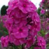 Aedfloks<br/> 'Classic Cassis' <br/><span class="toote_lisa">Phlox paniculata</span> - Image 3