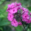 Aedfloks<br/> 'Classic Cassis' <br/><span class="toote_lisa">Phlox paniculata</span> - Image 2