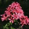 Aedfloks<br/> 'Cleopatra' <br/><span class="toote_lisa">Phlox paniculata</span> - Image 2