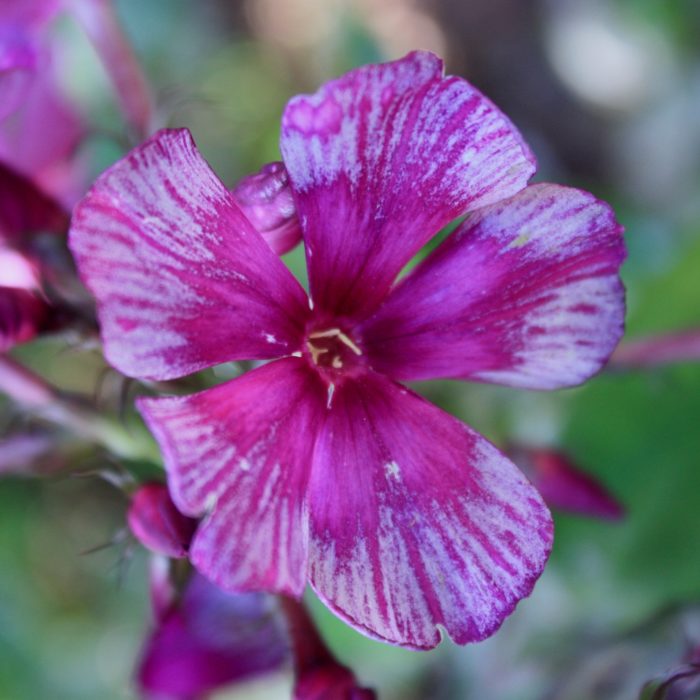 Aedfloks<br/> 'Drakon' <br/><span class="toote_lisa">Phlox paniculata</span> - Image 2