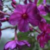 Aedfloks<br/> 'Drakon' <br/><span class="toote_lisa">Phlox paniculata</span> - Image 4