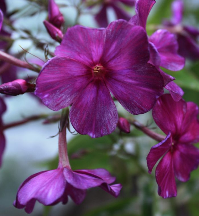 Aedfloks<br/> 'Drakon' <br/><span class="toote_lisa">Phlox paniculata</span> - Image 4