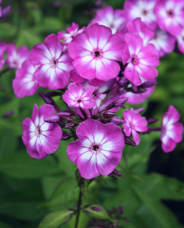 Aedfloks<br/> 'Laura' <br/><span class="toote_lisa">Phlox paniculata</span> - Image 2