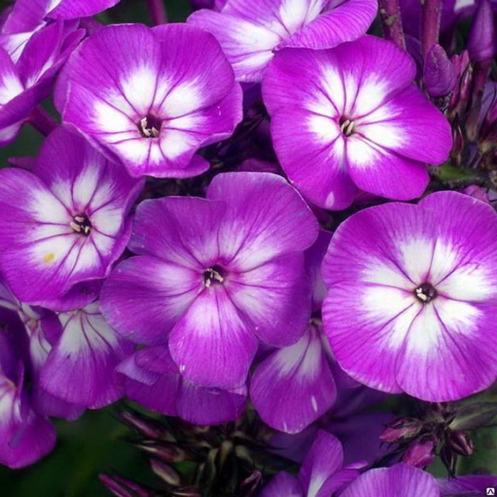 Aedfloks<br/> 'Laura' <br/><span class="toote_lisa">Phlox paniculata</span> - Image 3